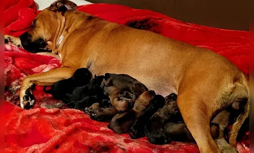 Em parto que durou mais de um dia, cadela dá à luz 22 filhotes