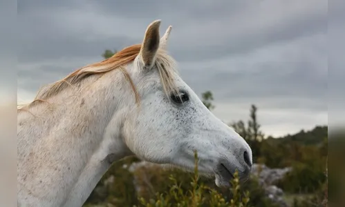 Morador de Arapongas 'entrega' éguas após ficar desempregado; entenda