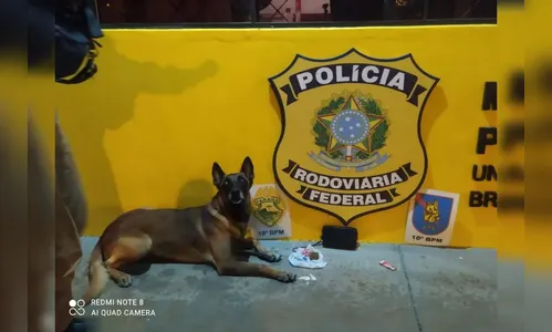 Morre Nino, cão farejador da Polícia Militar de Apucarana