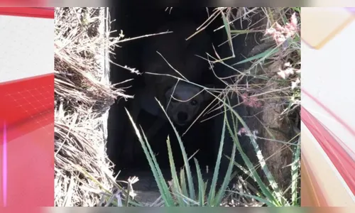 Cachorro é resgatado após cair em buraco e uivar pedindo ajuda no PR
