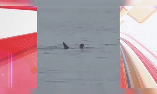 Vídeo mostra banhista sendo atacado por tubarão-tigre; vítima morreu