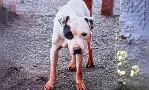 Cão que estava com jovem desaparecido em S. João do Ivaí é encontrado