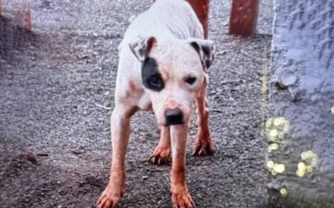 O cachorro foi encontrado no distrito de Pocinho