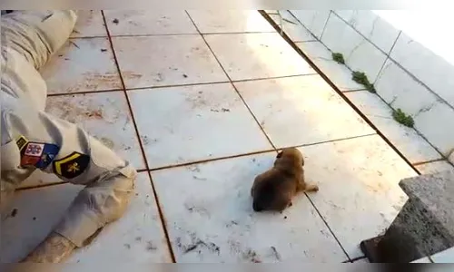 Filhotes são resgatados dentro de túmulo em cemitério do PR; vídeo