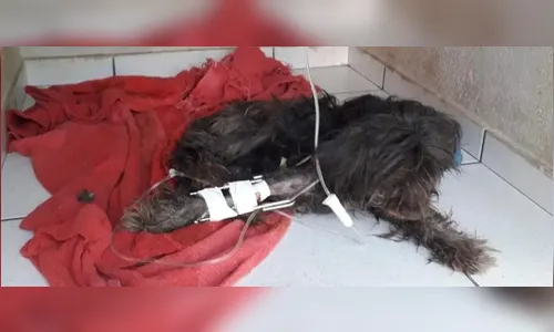 Idoso é preso por maus-tratos no Paraná; animal foi regatado