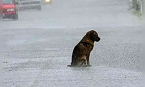 Polícia atende denúncia de maus-tratos a animais em São João do Ivaí