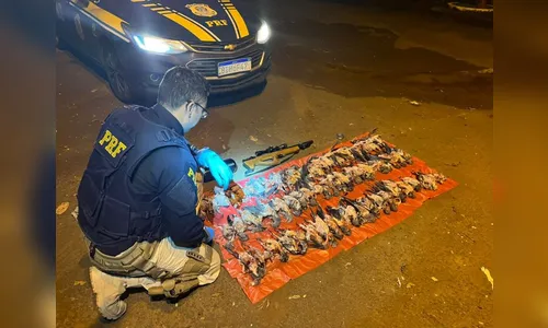 Caçador é detido com 66 aves silvestres mortas no Paraná; veja