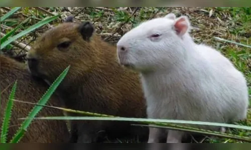Fofura: capivara albina rara é flagrada e faz sucesso na web