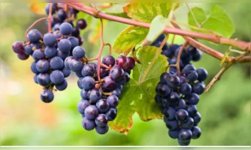 Operação apreende 41 mil litros de vinho irregular em Santa Catarina