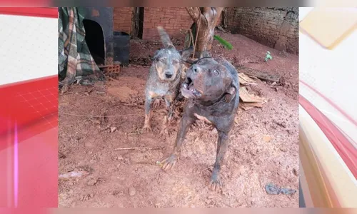 Cachorros são resgatados acorrentados, sem água e comida em Jandaia