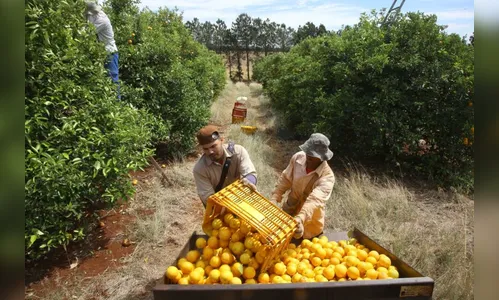 Valor Bruto da Produção Agropecuária do Paraná somou R$ 191 bi em 2022