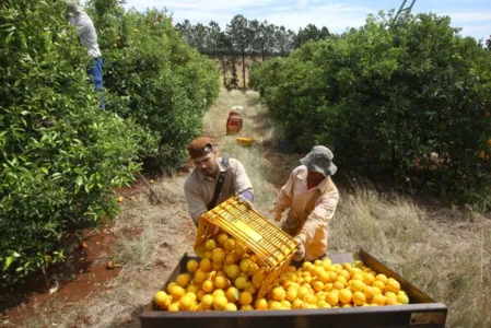 Plantação de laranjas em Nova América da Colina
