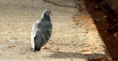 Prefeitura de Londrina testa repelente biológico para espantar pombos
