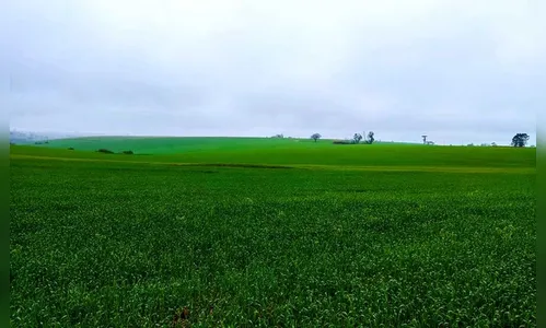 Chuvas beneficiam lavouras de trigo e milho na região de Ivaiporã