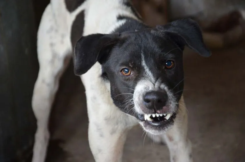 Após o controle do cachorro, os policiais conseguiram efetuar a prisão do autor.