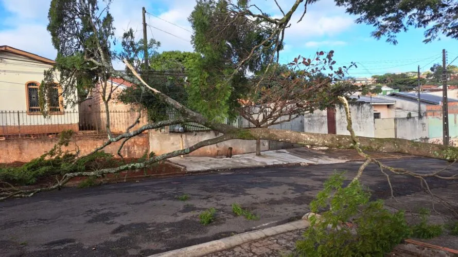 Árvore caiu na Rua Valdomiro Serediuk, no Jardim Trabalhista