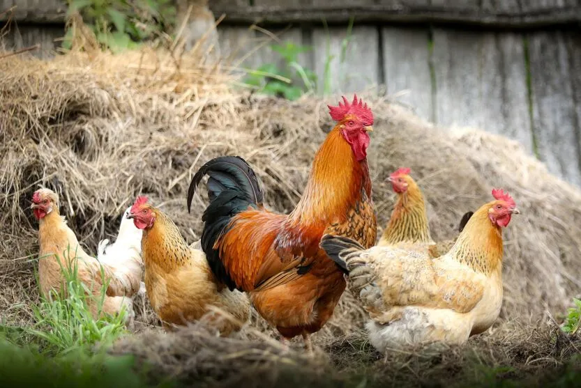 Surto de gripe aviária: Japão suspende importação de frango de SC