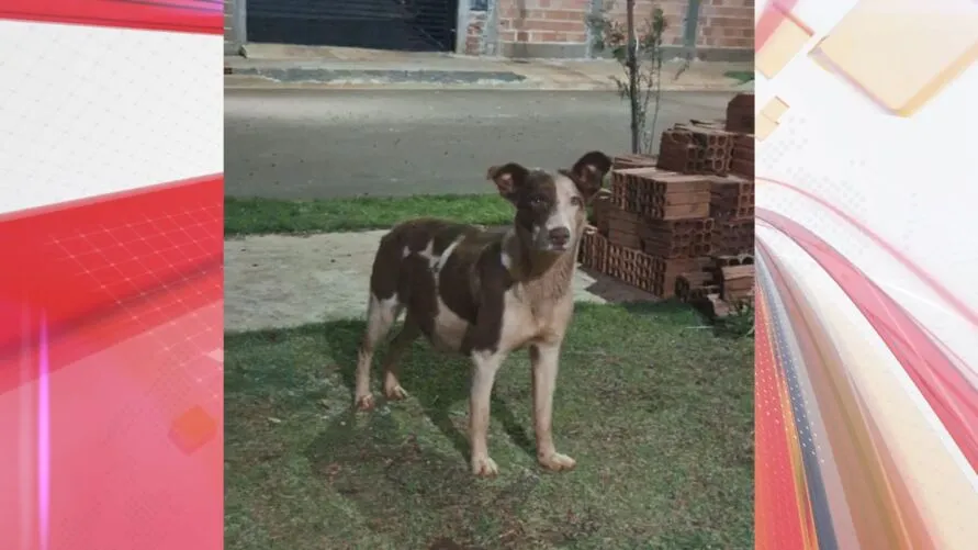 A cadela está no final da rua Antônio Maciel Filho