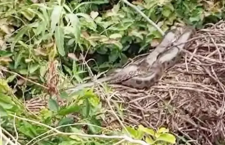 A sucuri estava em cima de uma galhada