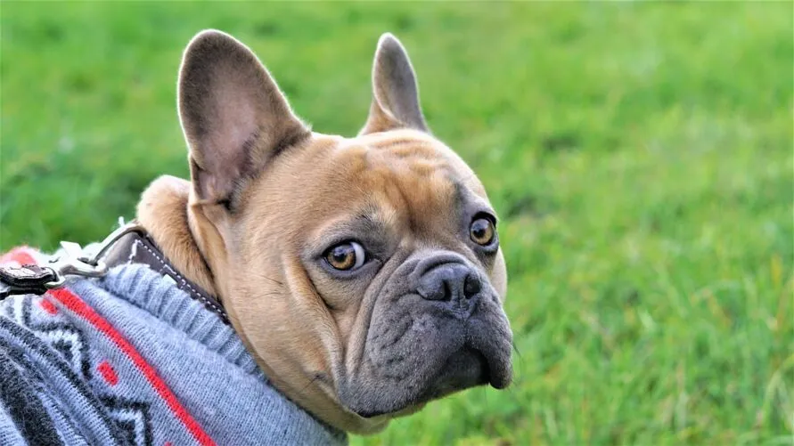 Cães também sentem frio, segundo veterinária