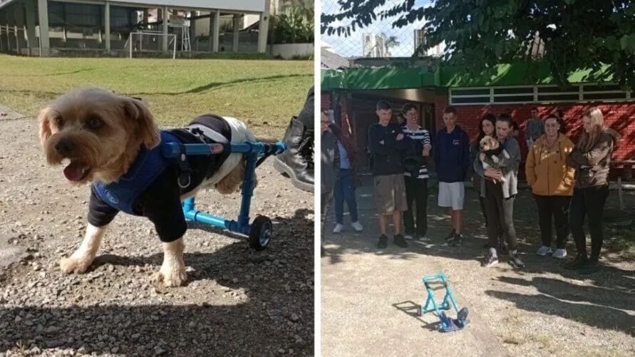 Cão ganhou nova cadeira de rodas dos estudantes