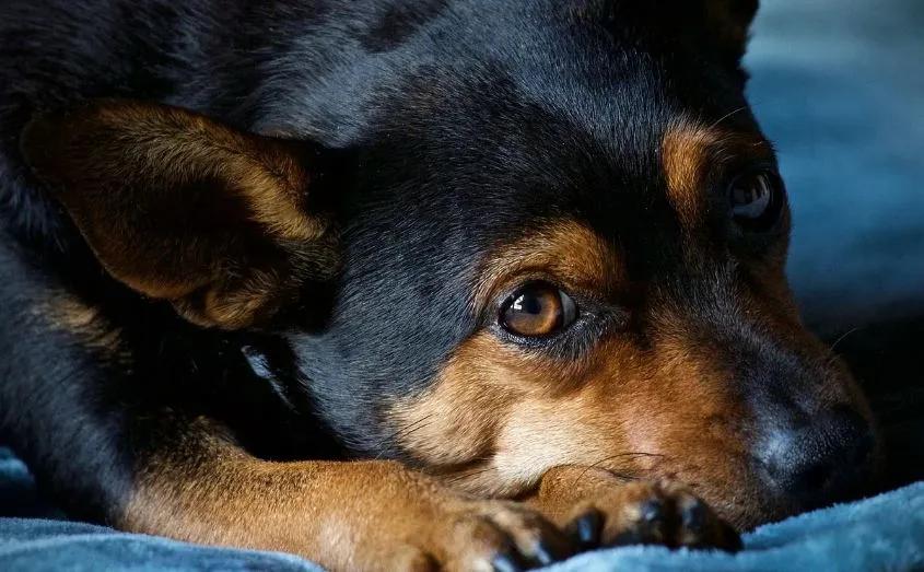 Dois animais morreram e dois sobreviveram a envenenamento