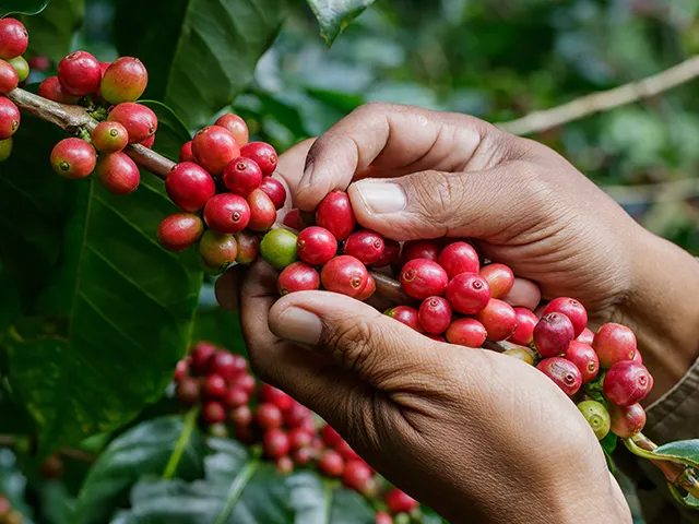 Ladrões aproveitaram início da colheita de café para praticar o furto em Apucarana