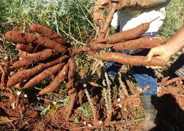 Ladrões invadiram a chácara com um veículo para furtar os pés de mandioca