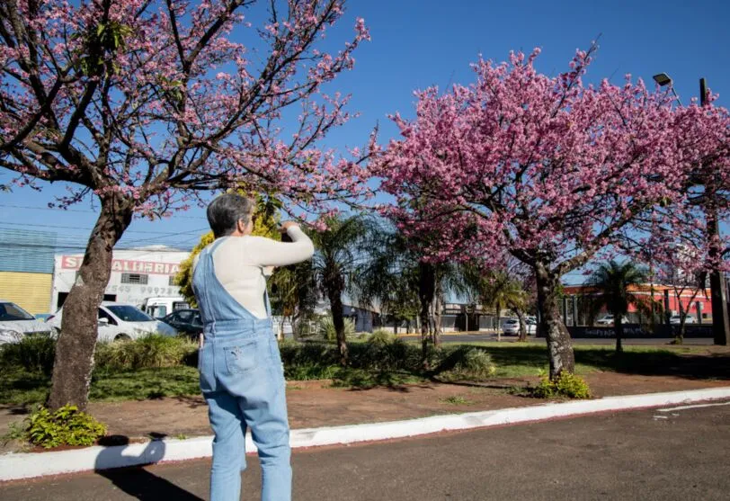 Moradora registra cerejeiras em Apucarana