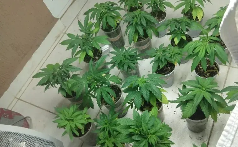 No apartamento foram encontrados 24 pés de maconha.