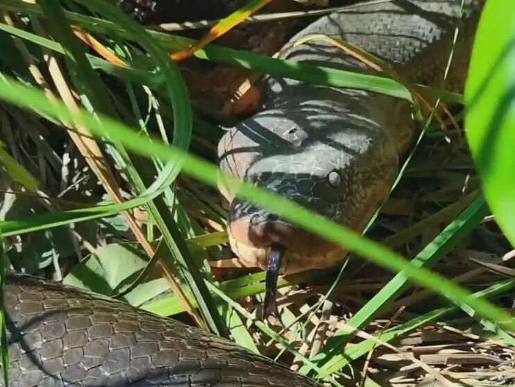 No vídeo, é possível ver a cobra se movimentando entre as folhagens