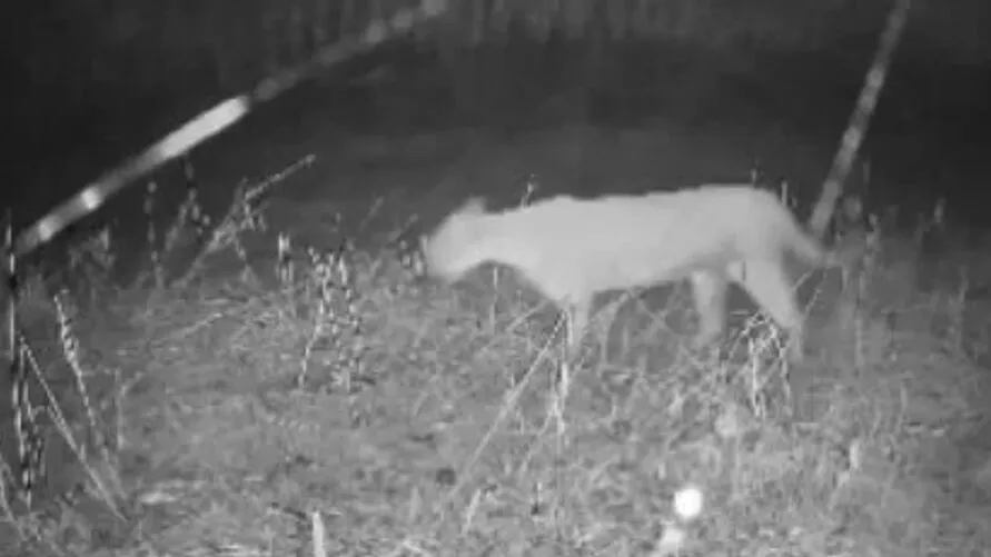 Onça-parda estaria morando no Parque Jaboti