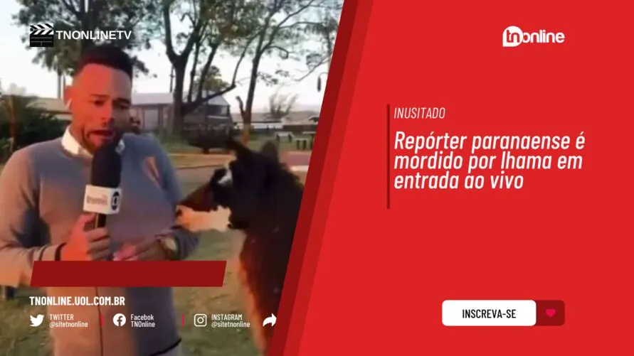 Repórter de Paraná é mordido por lhama em entrada ao vivo