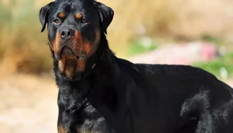 Rottweiler ataca crianças em praça de Apucarana e gera preocupação