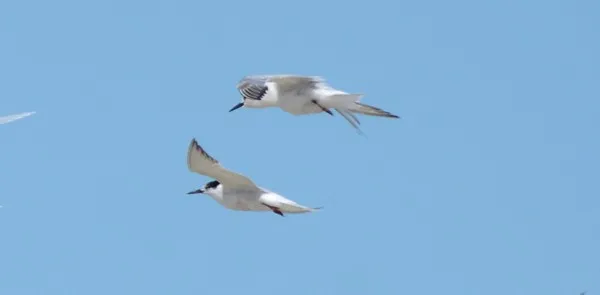 Todos os casos são em aves silvestres