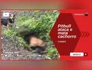 Moradores cobram providências após pitbull atacar e matar cão