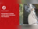 Pescadores flagram jacaré sendo devorado por piranhas
