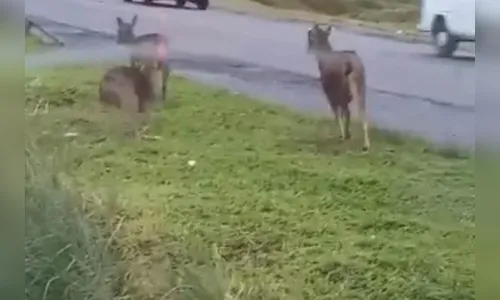 Moradores flagram veados 'passeando' em cidade do Paraná; veja o vídeo