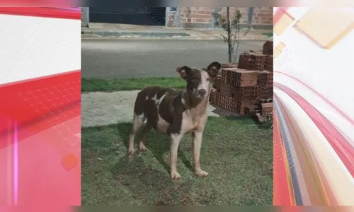 Moradora de Apucarana pede ajuda após cadela dar cria na rua; confira