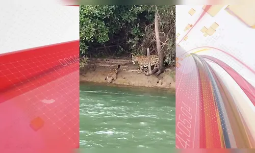 Pescadores flagram família de onças às margens do Rio Paraná; assista