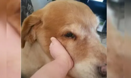 Tutor deve ser indenizado em R$ 30 mil após morte de cão em praça