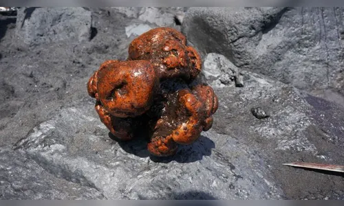 Cientistas acham pedra de R$ 2,4 milhões em cachalote morto; entenda