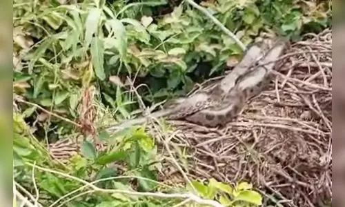 Sucuri é flagrada em meio à mata no Paraná; veja o vídeo