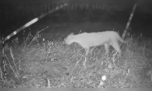 O que se sabe sobre a onça no Parque Jaboti em Apucarana; entenda
