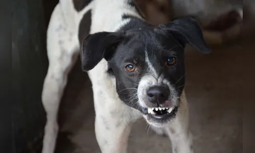 Homem atiça cachorros contra PMs em ocorrência de violência doméstica