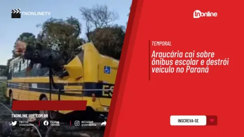 Araucária cai sobre ônibus escolar e destrói veículo no Paraná