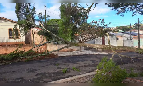 Temporal provoca queda de árvores em municípios da região; saiba mais