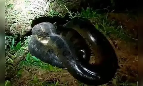 Pescador se depara com sucuri de cerca de  5 metros no Rio Paraná