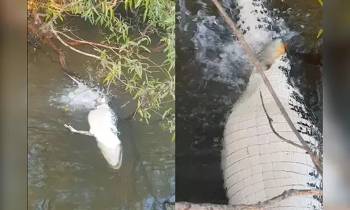 Pescadores flagram jacaré sendo devorado por piranhas; veja flagrante