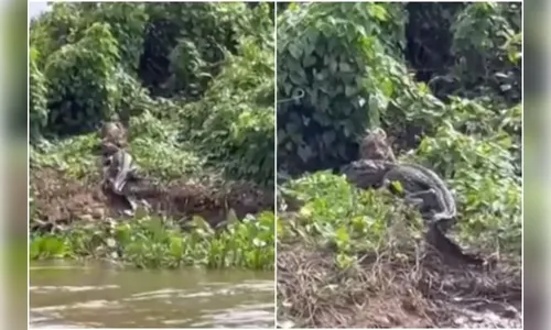 Onça-pintada sobe ribanceira com jacaré na boca; vídeo impressiona